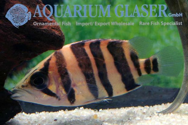 Datnioides microlepis - Aquarium Glaser GmbH