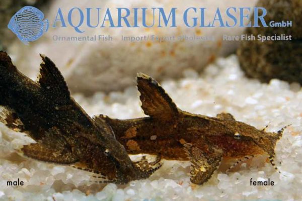 Pseudolaguvia muricata Aquarium Glaser GmbH