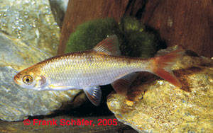 Scardinus erythrophthalmus Gold