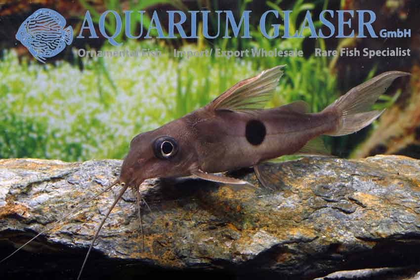 Synodontis notatus Aquarium Glaser GmbH