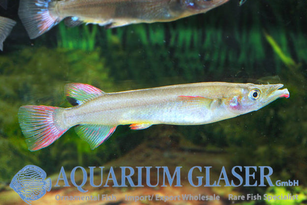 Nomorhamphus liemi Aquarium Glaser GmbH