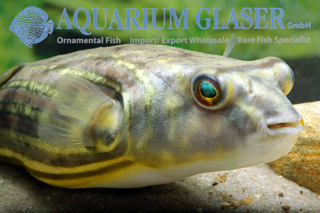Tetraodon lineatus 1520 cm Aquarium Glaser GmbH
