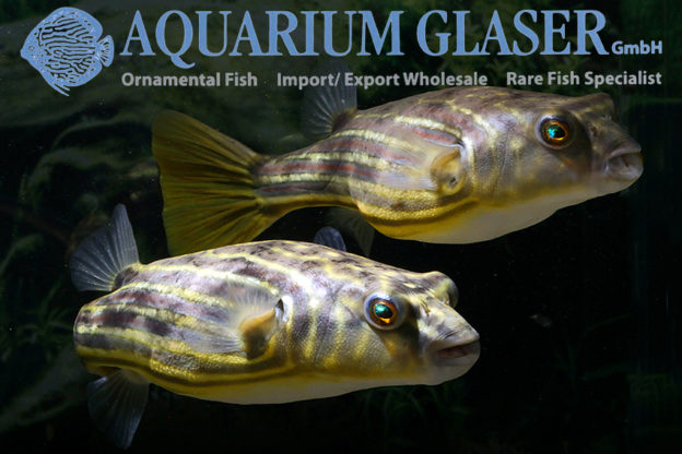 Tetraodon lineatus 1520 cm Aquarium Glaser GmbH