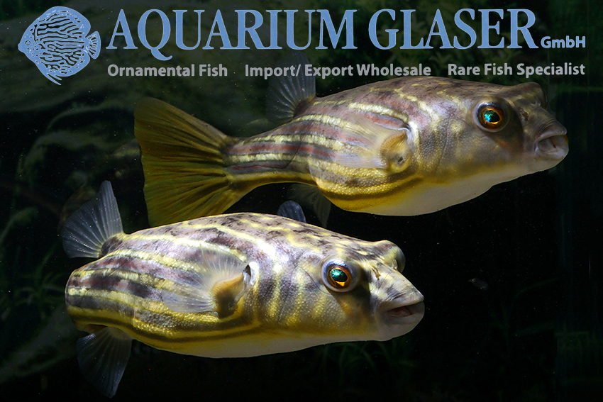 Pufferfishes and Their Relatives