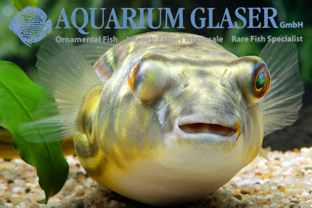 Tetraodon lineatus 1520 cm Aquarium Glaser GmbH