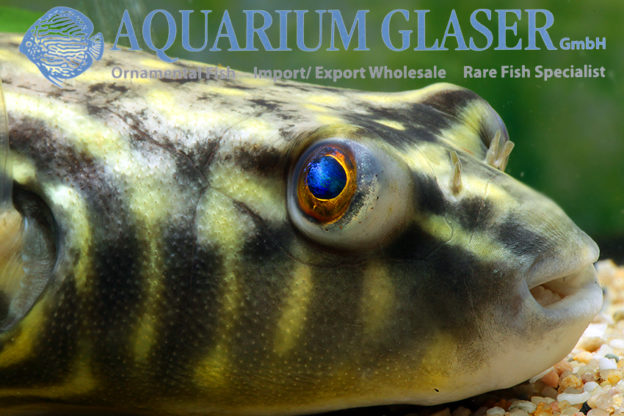 Tetraodon lineatus 1520 cm Aquarium Glaser GmbH