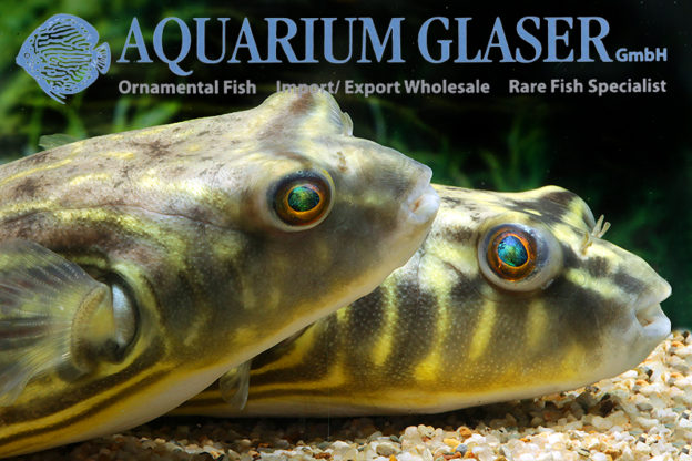 Tetraodon lineatus 1520 cm Aquarium Glaser GmbH