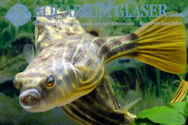 Tetraodon lineatus 1520 cm Aquarium Glaser GmbH
