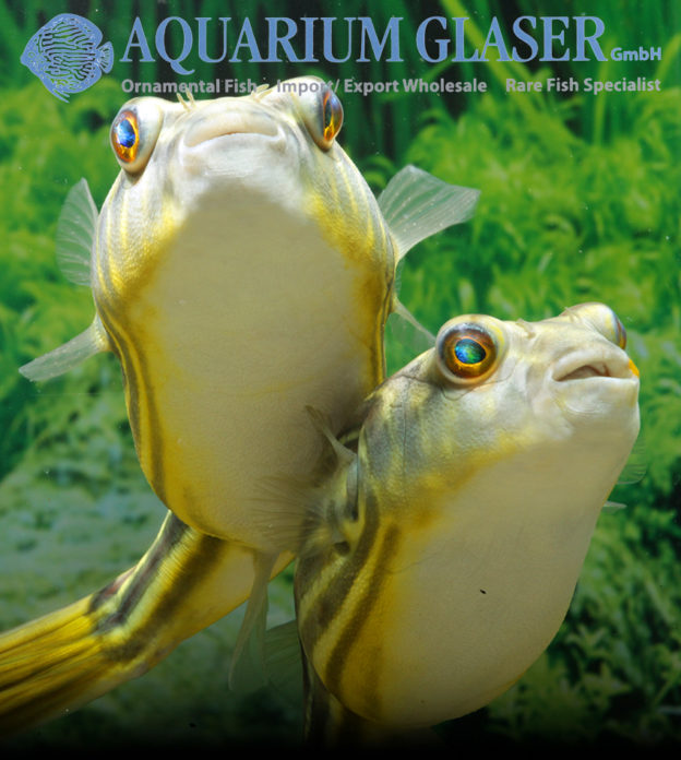 Tetraodon lineatus 1520 cm Aquarium Glaser GmbH