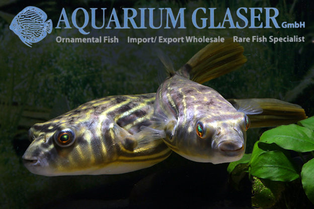 Tetraodon lineatus 1520 cm Aquarium Glaser GmbH