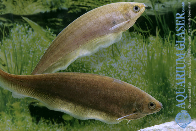 Xenomystus nigri Aquarium Glaser GmbH