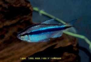 Hyphessobrycon cyanotaenia, Lapis-Tetra