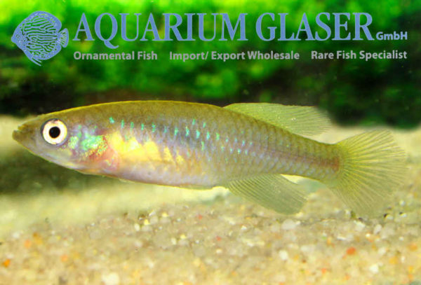 Nothobranchius ruudwildekampi Aquarium Glaser GmbH