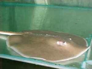 Himanthura signifer