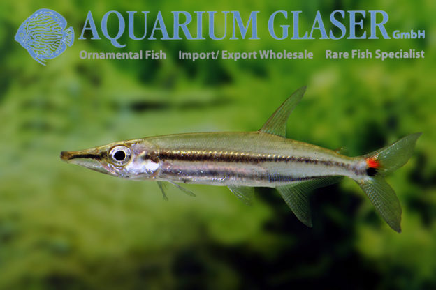 Acestrorhynchus isalineae Aquarium Glaser GmbH