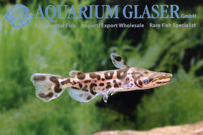 Small predatory fish best sale aquarium