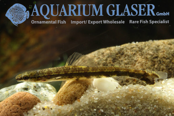Ammocryptocharax elegans Aquarium Glaser GmbH
