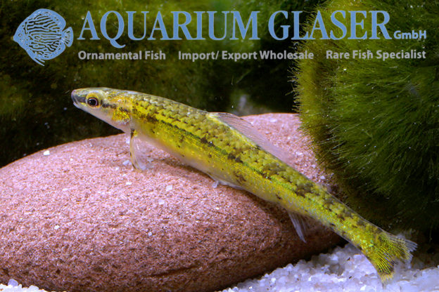 Ammocryptocharax elegans Aquarium Glaser GmbH