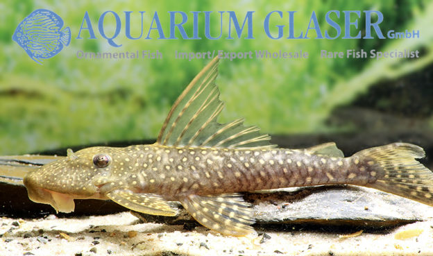 Pseudancistrus sidereus Aquarium Glaser GmbH
