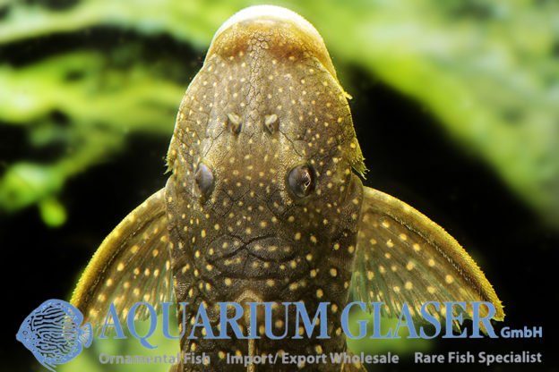 Pseudancistrus sidereus Aquarium Glaser GmbH