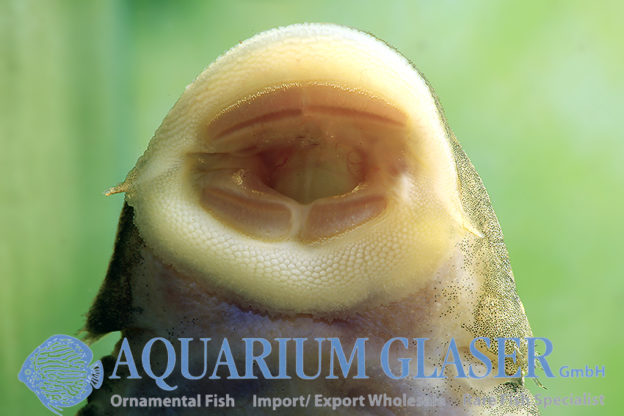 Pseudancistrus sidereus Aquarium Glaser GmbH