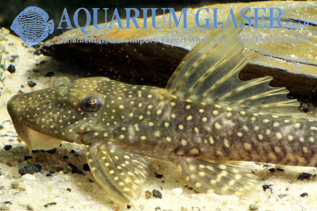 Pseudancistrus sidereus Aquarium Glaser GmbH