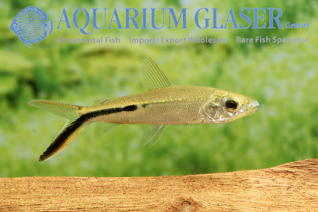 Anodus orinocensis Aquarium Glaser GmbH