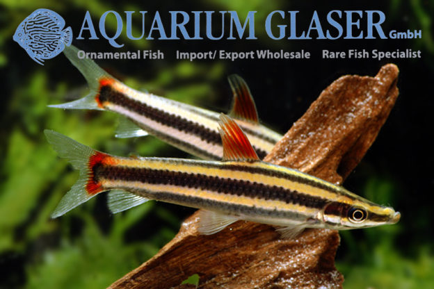 Anostomus anostomus Aquarium Glaser GmbH