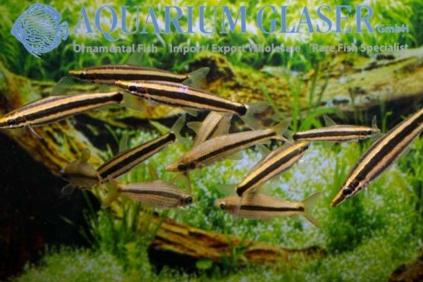 Pseudanos winterbottomi und Anostomus Aquarium Glaser GmbH