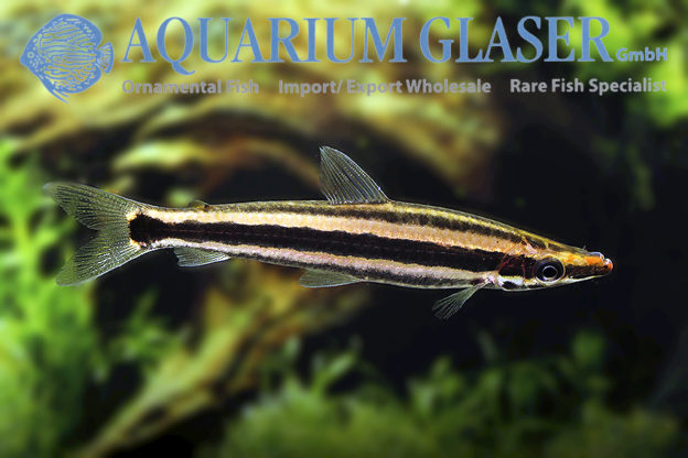 Anostomus Aquarium Glaser GmbH