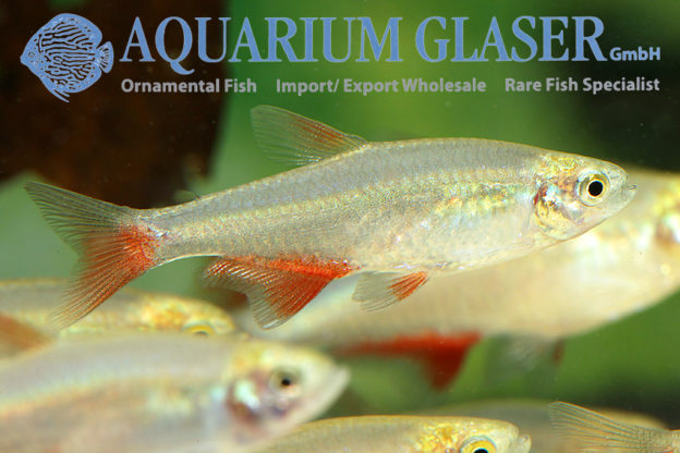 Aphyocharax anisitsi Aquarium Glaser GmbH