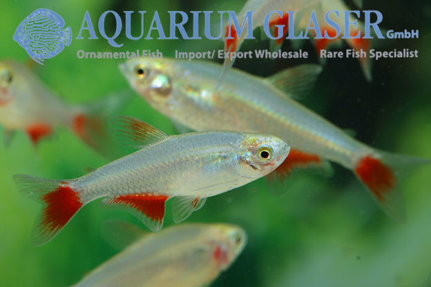 Aphyocharax anisitsi Aquarium Glaser GmbH