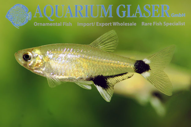 Aphyocharax paraguayenis Aquarium Glaser GmbH