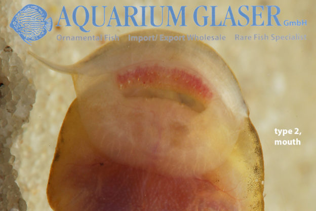 Astroblepus from Colombia Aquarium Glaser GmbH