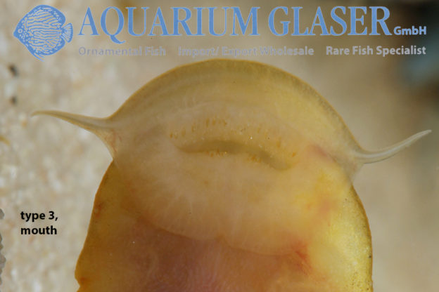 Astroblepus from Colombia Aquarium Glaser GmbH