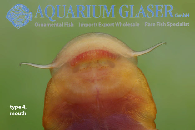 Astroblepus from Colombia Aquarium Glaser GmbH