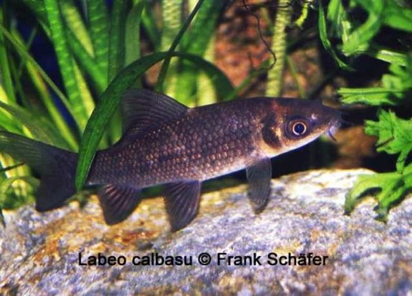 Fish Archive - Page 31 of 32 - Aquarium Glaser GmbH