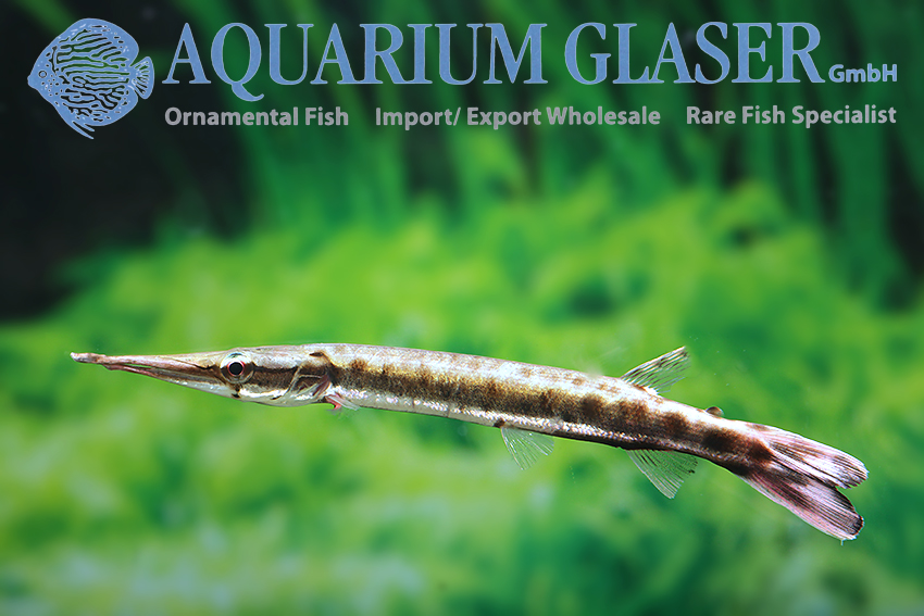 Aquarium - Fish Archive Glaser GmbH