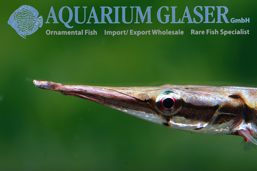 L'aquarium idéal du Platy - Xiphophorus maculatus - Materiel-aquatique