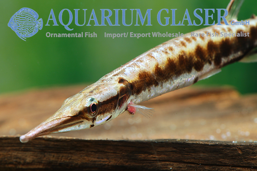 Fish Archive - Aquarium Glaser GmbH