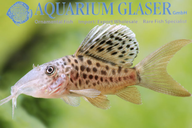 Brochis multiradiatus NACHZUCHT Aquarium Glaser GmbH