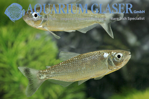Brycon Box Brycon cf. pesu1 - Aquarium Glaser GmbH