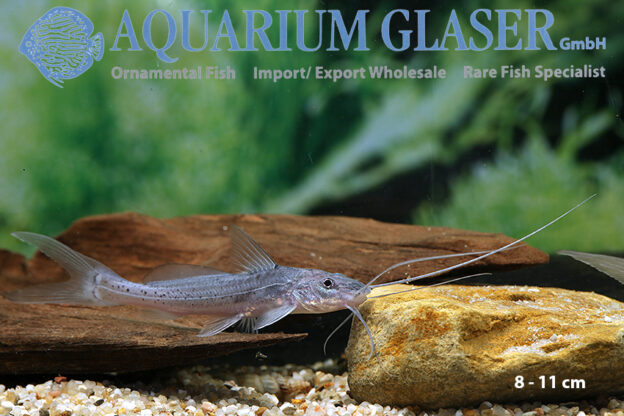 Calophysus macropterus Aquarium Glaser GmbH