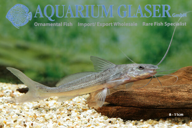 Calophysus macropterus Aquarium Glaser GmbH
