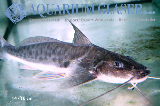 Calophysus macropterus Aquarium Glaser GmbH