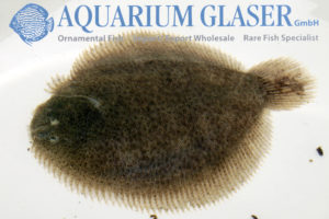 Catathyridium jenynsii - Aquarium Glaser GmbH