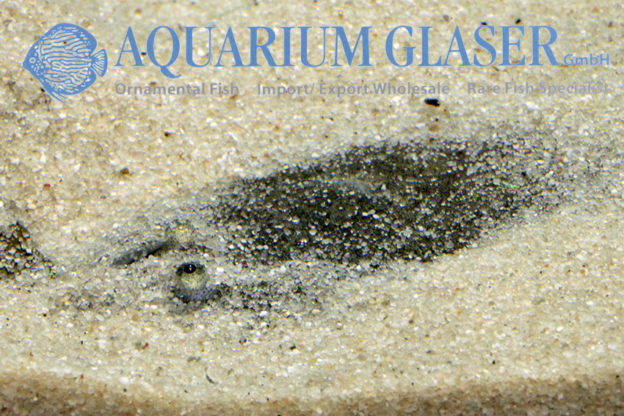 Catathyridium jenynsii - Aquarium Glaser GmbH