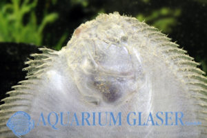 Catathyridium jenynsii - Aquarium Glaser GmbH