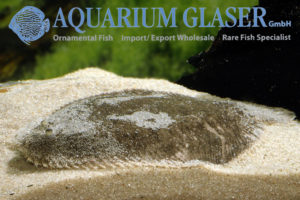 Catathyridium jenynsii - Aquarium Glaser GmbH