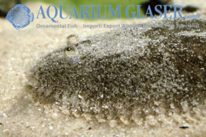 Catathyridium jenynsii - Aquarium Glaser GmbH